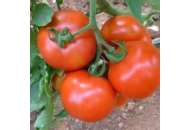 Грандо F1 - томат детерминантный, 5 000 семян, Lark Seeds (Ларк Сидс), США фото, цена